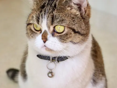 帶鈴鐺的皮革貓項圈